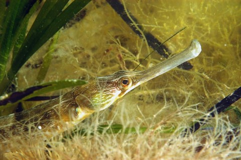 Greater pipefish