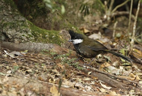 Eastern Whipbird