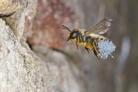 Willoughby's Leafcutter Bee