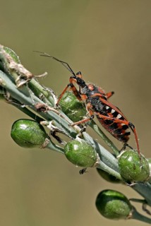 Red assassin bug