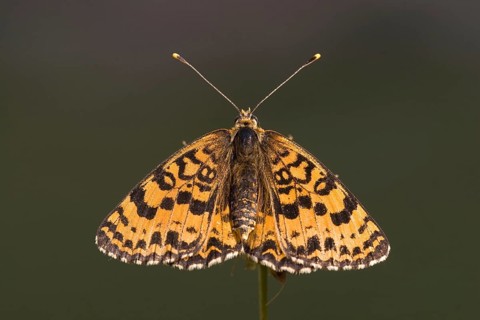 Red fritillary