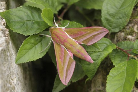 Elephant hawk-moth