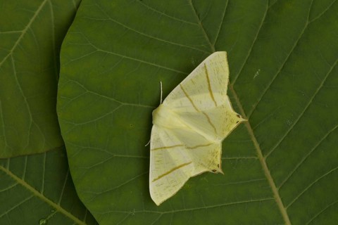 Swallow-tailed Moth