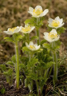 Mountain Pasqueflower
