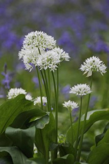 Ramsons