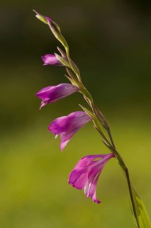Marsh gladiolus