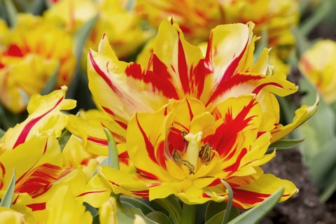 Cultivated tulip