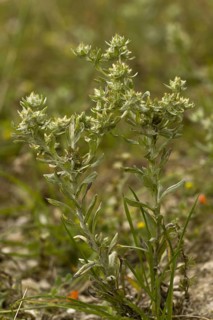 Broad-leaved Cudweed