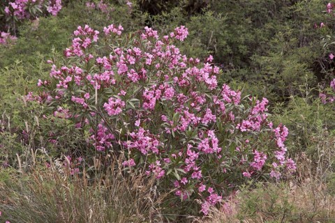 Oleander