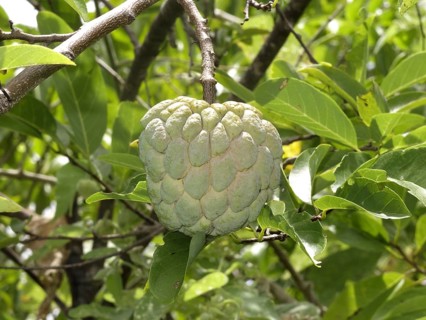 Sugar-apple