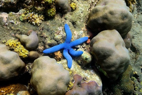 Blue linckia