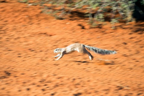 Striped Ground Squirrel