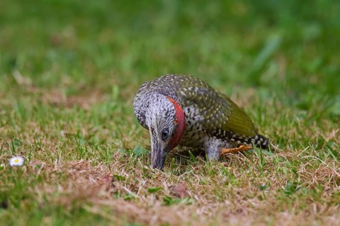 Green woodpecker