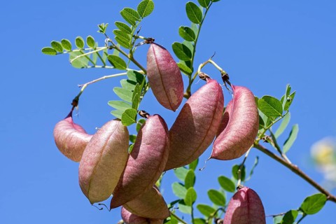 Bladder senna
