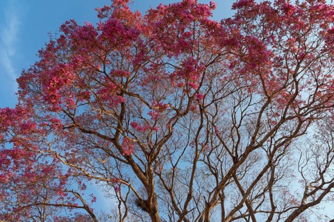 Pink pink ipe tree