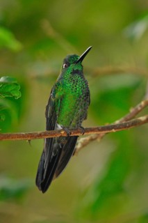 Blue-tailed Hummingbird