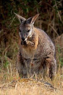 Tammar Wallaby