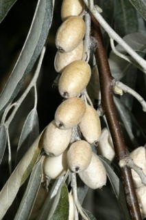 Russian OliveSlim-leaved Olive Willow
