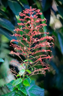 Pagoda Flower