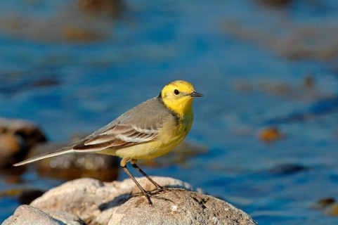 Citrine wagtail