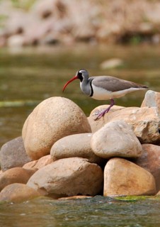 Ibisbill
