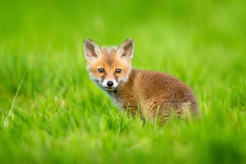 Red fox