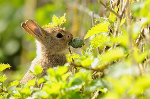 European rabbit