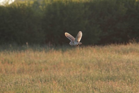 Common barn owl