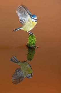 Blue Tit
