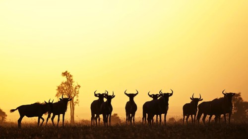 Blue wildebeest