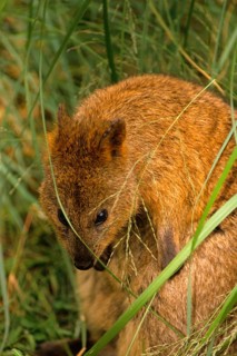 Quokka