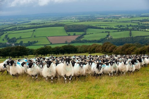 Domestic Sheep