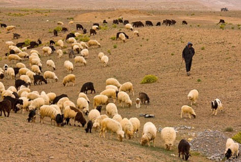 Sheep farming