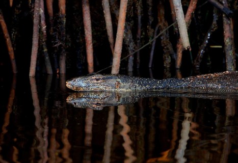 Southeast Asian water monitor