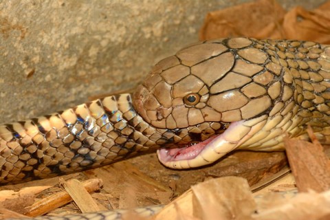 King Cobra