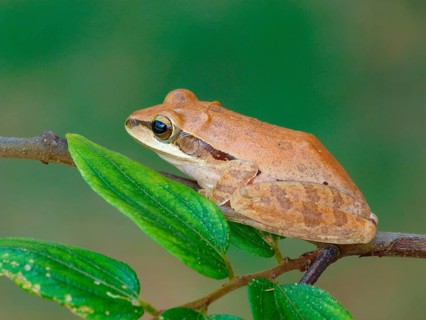 Common Indian tree frog