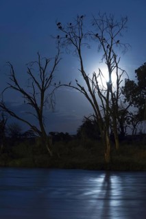 Trees by the river with resting herons and vultures at night
