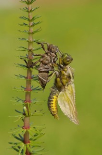 Broad-bodied Chaser adult