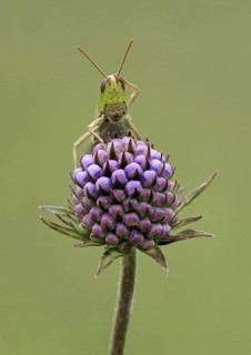 Lesser marsh grasshopper