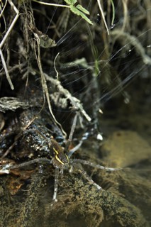 Rimed hunting spider