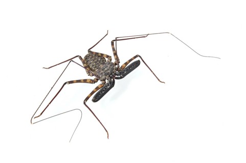 Flagellate spider