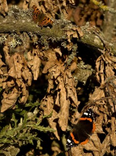 Red Admiral