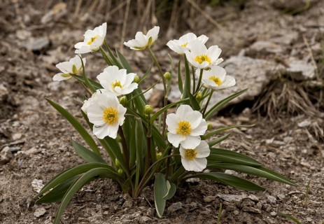 Pyrenean Buttercup