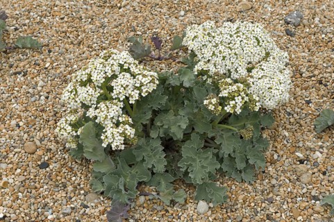 Sea kale