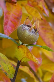 Common medlar
