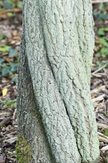 European Spindle