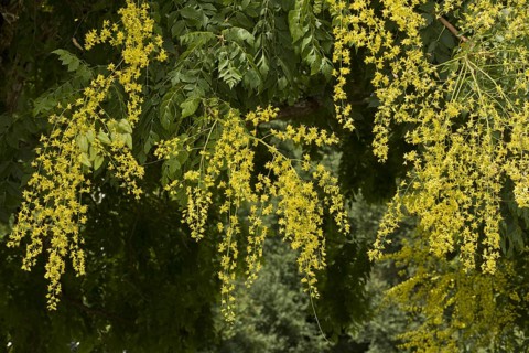 Golden Rain Tree