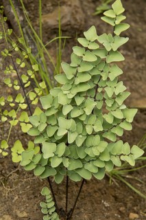 Hard Fern