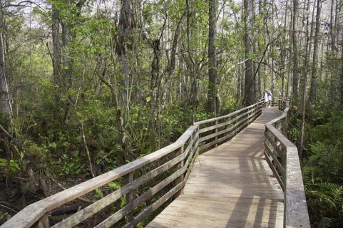 Boardwalk with tourists in swamp habitat