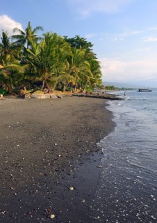 Coconut palms